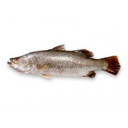 Barramundi/Riesenbarsch/Koral GS 1000-2000 IWP 10 kg 20 %-VN Barramundi/Riesenbarsch/Koral GS 1000-2000 IWP 10 kg 20 %-VN