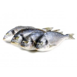 Dorade / Seabream WGS 400-600 gr 10x1kg IQF 20% -TR Dorade / Seabream WGS 400-600 gr 10x1kg IQF 20% -TR