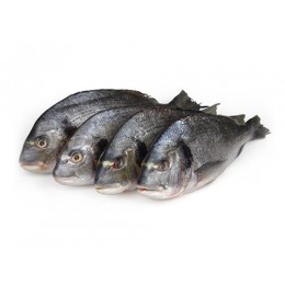 JONA Dorade / Seabream WR 300-400 gr 5 kg IQF-TR JONA Dorade / Seabream WR 300-400 gr 5 kg IQF-TR