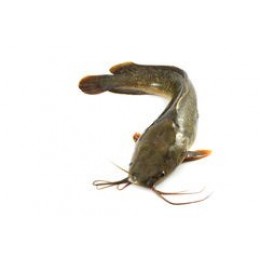 Catfish Jona WR 800gr+ 8 kg 20%- ID Catfish Jona WR 800gr+ 8 kg 20%- ID