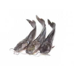 Catfish JONA gutted 500-800 gr 1 x 5 kg IQF/IWP 20%-ID Catfish JONA gutted 500-800 gr 1 x 5 kg IQF/IWP 20%-ID
