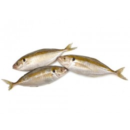 Chooparai/சூபாற/Yellowstripe trevally 10/40 10x1 Kg IQF-IN Chooparai/சூபாற/Yellowstripe trevally 10/40 10x1 Kg IQF-IN
