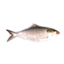 Hilsa Whole round IWP IQF 500/800 gr 1 x 20 Kg.-MM Hilsa Whole round IWP IQF 500/800 gr 1 x 20 Kg.-MM