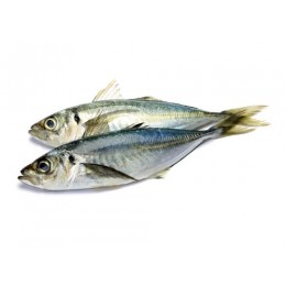 Horse Mackerels WR 300-400gr 20 kg - IE Horse Mackerels WR 300-400gr 20 kg - IE