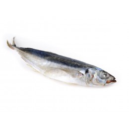 Jack/Horsemackerels Trachurus Murphy WR 500-900g 20 kg - CL Jack/Horsemackerels Trachurus Murphy WR 500-900g 20 kg - CL