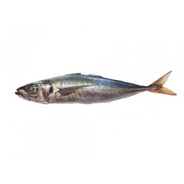 Jack/Horsemackerels Trachurus Murphy WR 500-900g 20 kg - CL Jack/Horsemackerels Trachurus Murphy WR 500-900g 20 kg - CL