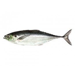 Indian horsemackrel Torpedo Scad 2-3 pcs 10 x 1 kilo - IN Indian horsemackrel Torpedo Scad 2-3 pcs 10 x 1 kilo - IN