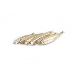 Jona Keski / Ganges River Sprat Block 2-5 cm 24x250gr 10%-VN Jona Keski / Ganges River Sprat Block 2-5 cm 24x250gr 10%-VN