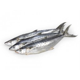 JONA Kingfish (Scomberomorus Spp) WG 300-700 g 10 kg IQF-SR JONA Kingfish (Scomberomorus Spp) WG 300-700 g 10 kg IQF-SR