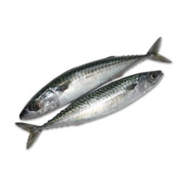 Mackerels WR 300-500 gr 2 x 12,5 Kilo Block-FO Mackerels WR 300-500 gr 2 x 12,5 Kilo Block-FO
