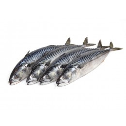 Mackerels XL WR 500 gr+ 21Kilo Block-GL Mackerels XL WR 500 gr+ 21Kilo Block-GL