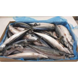 Mackerels Lofoten Viking WR 400-600gr 20 Kilo Block-NO Mackerels Lofoten Viking WR 400-600gr 20 Kilo Block-NO