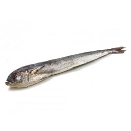 Jona Mahi Mahi Whole Gutted 1000-2000 gr IWP 10 Kg 10% -IN Jona Mahi Mahi Whole Gutted 1000-2000 gr IWP 10 Kg 10% -IN