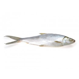 Milkfish WR 300/500 grs IQF/IWP 5 kg 20%-ID Milkfish WR 300/500 grs IQF/IWP 5 kg 20%-ID