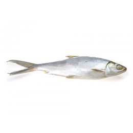 Milkfish WR 500/800 grs IQF/IWP 5 kg 20%-ID Milkfish WR 500/800 grs IQF/IWP 5 kg 20%-ID