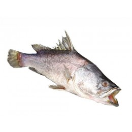 Nileperch/Lates Niloticus WG 3-7 Kg 20 kg 100 % NW-UG Nileperch/Lates Niloticus WG 3-7 Kg 20 kg 100 % NW-UG