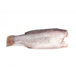 Nileperch/Lates Niloticus HG 3-7 Kg 20 kg 100 % NW-UG Nileperch/Lates Niloticus HG 3-7 Kg 20 kg 100 % NW-UG