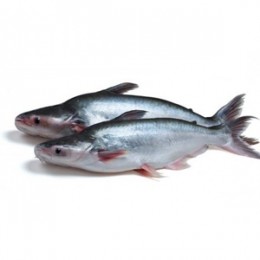 JONA Pangasius WG 500-800 g/pc 10kg 20% IQF / IWP -VN JONA Pangasius WG 500-800 g/pc 10kg 20% IQF / IWP -VN