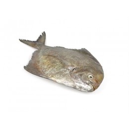 Black Pomfret JONA WR IQF/IWP 700gr+ 10 kg-ID Black Pomfret JONA WR IQF/IWP 700gr+ 10 kg-ID