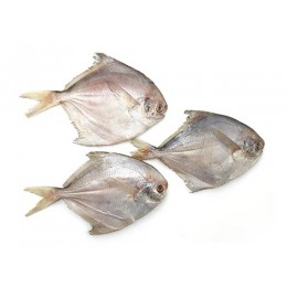 Silver pomfret (Real Zubaidi/Rupchanda) 10x1 kg 60-80gr-CN Silver pomfret (Real Zubaidi/Rupchanda) 10x1 kg 60-80gr-CN