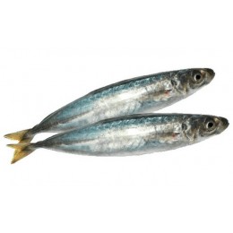 Round Scad / Ca Nuc Chuoi / Galunggong 10-14 pcs 10x1 kg-VN Round Scad / Ca Nuc Chuoi / Galunggong 10-14 pcs 10x1 kg-VN