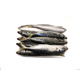 Japanese Scad / Ca Nuc Gai /D.Maruadsi 10-12p VAC 10x1 kg-VN Japanese Scad / Ca Nuc Gai /D.Maruadsi 10-12p VAC 10x1 kg-VN