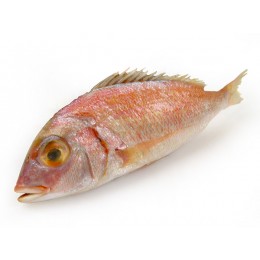 Snapper/Denton Panready GS 4P 200-300 gr 3 Kg IQF-MA Snapper/Denton Panready GS 4P 200-300 gr 3 Kg IQF-MA