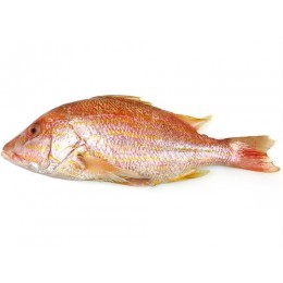 Lane Snappers (Lutj.Synagris) 500-900gr IPB-WG IQF 10 Kg-SR Lane Snappers (Lutj.Synagris) 500-900gr IPB-WG IQF 10 Kg-SR