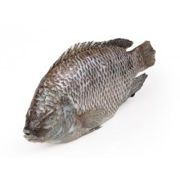 Tilapia G&S 800 gr 4 kg 20%-CN Tilapia G&S 800 gr 4 kg 20%-CN