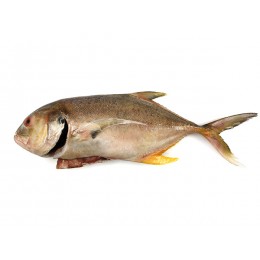 Trevally/Cavalli (Caranx Hippos WR 1- 4 Kg 20 kg IQF-SR Trevally/Cavalli (Caranx Hippos WR 1- 4 Kg 20 kg IQF-SR