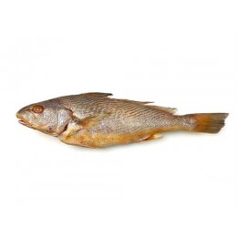 Yellow Croakers WG 500-1000 gr 1 x 10 kg IQF-SR Yellow Croakers WG 500-1000 gr 1 x 10 kg IQF-SR