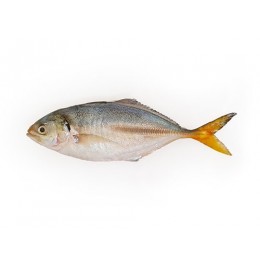 Yellow Tail Scad Whole / Atule Mate 4-6 pcs 10 x 1 kg 10%-IN Yellow Tail Scad Whole / Atule Mate 4-6 pcs 10 x 1 kg 10%-IN