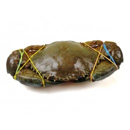 Mangrove Crab WR 700gr+ 1x5kg 100% NW - MG Mangrove Crab WR 700gr+ 1x5kg 100% NW - MG