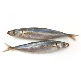 Japanese Scad / Ca Nuc Gai / D.Maruadsi 8-10p VAC 10x1 kg-VN Japanese Scad / Ca Nuc Gai / D.Maruadsi 8-10p VAC 10x1 kg-VN