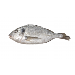 Jona Dorade / Seabream WR 400-600 gr 10 x 1 kg IQF 25 %-TR Jona Dorade / Seabream WR 400-600 gr 10 x 1 kg IQF 25 %-TR