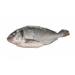 JONA Dorade / Seabream WGS 400-600 gr 10 x 1 kg IQF 25 %-TR JONA Dorade / Seabream WGS 400-600 gr 10 x 1 kg IQF 25 %-TR