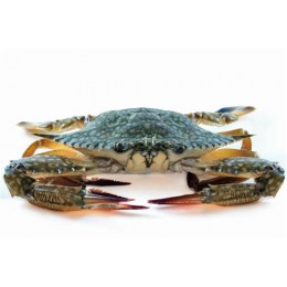 JONA Blue Swimming Crab whole 300 gr+ 5 kg-CN JONA Blue Swimming Crab whole 300 gr+ 5 kg-CN
