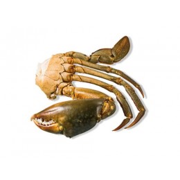 MEDIUM Cut mangrove Crab (8-12 pc/kg) 12 x 1 kilo-MG MEDIUM Cut mangrove Crab (8-12 pc/kg) 12 x 1 kilo-MG