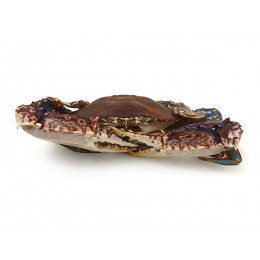 Crab West Africa Primstar Whole Round 200 IQF 8 kg-Nigeria Crab West Africa Primstar Whole Round 200 IQF 8 kg-Nigeria