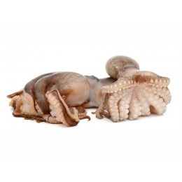 JONA Octopus Vulgaris Portugal Clean 1-2 Kg Tray 14kg 100% JONA Octopus Vulgaris Portugal Clean 1-2 Kg Tray 14kg 100%