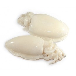 JONA Cuttlefish/Sepia Whole Clean IWP U1 10 kg IQF -IN JONA Cuttlefish/Sepia Whole Clean IWP U1 10 kg IQF -IN