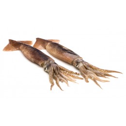 Baby Giant Squid Whole Round (Dos. Gigas) 1000-2000 10 kg-PE Baby Giant Squid Whole Round (Dos. Gigas) 1000-2000 10 kg-PE
