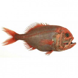 FAS Orange Roughy / Hoplostethus Atlanticus Mix 16 kg-ES FAS Orange Roughy / Hoplostethus Atlanticus Mix 16 kg-ES