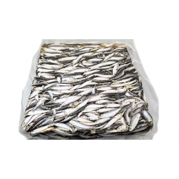 Sprat Whole Round 90-120 1 x 23kg seafrozen - NL Sprat Whole Round 90-120 1 x 23kg seafrozen - NL