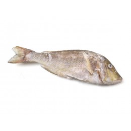 Jona Emperor G&S IQF IWP 1000/2000 gr 1 x 10 Kg 100%NW-IN Jona Emperor G&S IQF IWP 1000/2000 gr 1 x 10 Kg 100%NW-IN