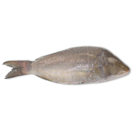 Jona Emperor WGS 500-1000g IWP 1 x 10kg 10% -IN Jona Emperor WGS 500-1000g IWP 1 x 10kg 10% -IN