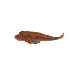 Jona Red Gurnard Whole Round 5 pcs 8 x +/- 1 kg 10%-NL Jona Red Gurnard Whole Round 5 pcs 8 x +/- 1 kg 10%-NL