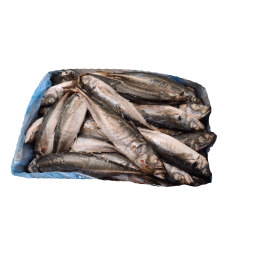 Jack/Horsemackerels Trachurus Murphy WR 500-900g 20 kg - CL Jack/Horsemackerels Trachurus Murphy WR 500-900g 20 kg - CL
