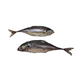 Indian horsemackrel Torpedo Scad 2-3 pcs 10 x 1 kilo - IN Indian horsemackrel Torpedo Scad 2-3 pcs 10 x 1 kilo - IN