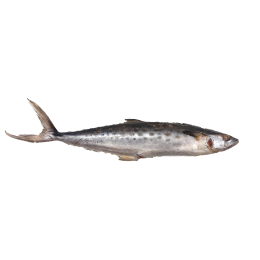 JONA Kingfish (Scomberomorus Spp) WG IWP 300-700 10 kg-SR JONA Kingfish (Scomberomorus Spp) WG IWP 300-700 10 kg-SR